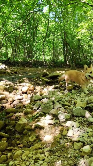Корги попил горной водички #корги #собакен #собака