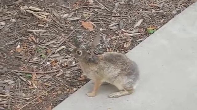 Jackalope смотреть онлайн