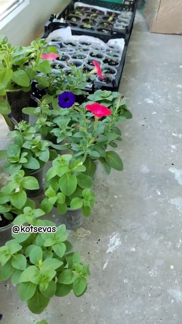 в конце видео, показываю семена,какие покупала #семенапетунии #петунияизсемян #петуния #джоконда