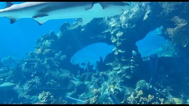 Shark visits paradise in Shark Bay, Sea World. смотреть онлайн