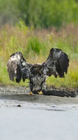 Canon RF 100-500mm lensFilmed in 120fps (4x slow motion)#juvenilebaldeagle #eagle #baldeagle