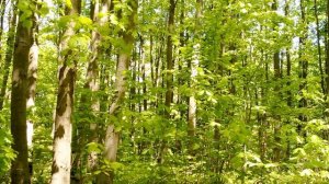 Звуки лиственного леса