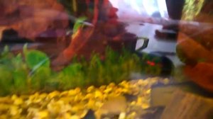 рыбки  в аквариуме молинезии . ГУППИ