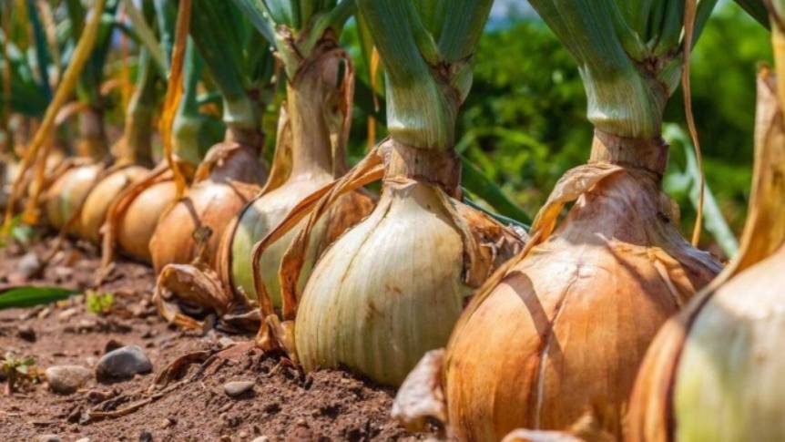 ЛУК Эксибишен: КАК ВЫРАСТИТЬ ГИГАНТСКИЙ ЛУК  технология от посева до урожая