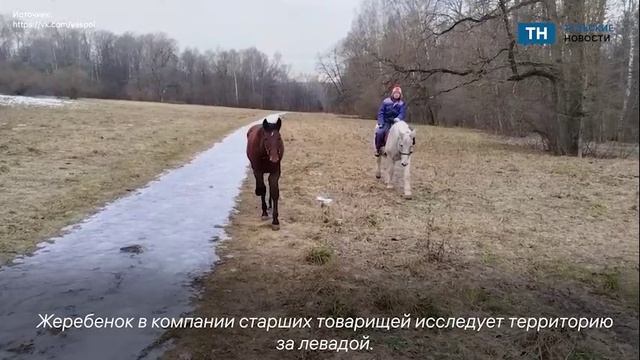 Жеребенок из "Ясной Поляны" начал исследовать территорию музея-усадьбы