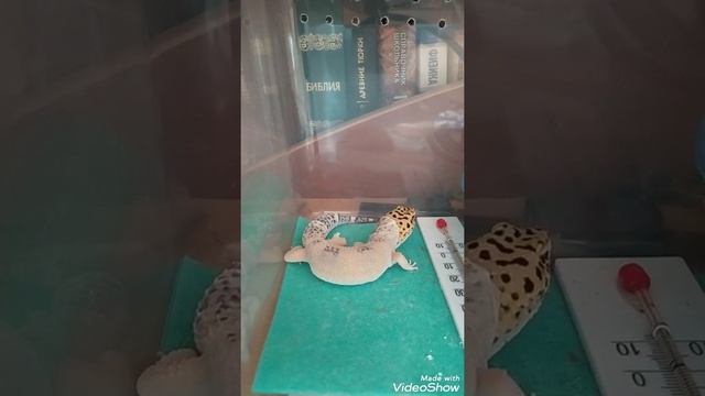 Линька Дракона 