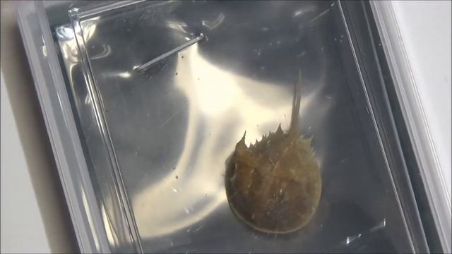 カブトガニ смотреть онлайн