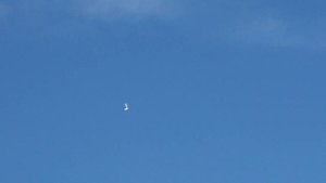 высоколётные голуби 92