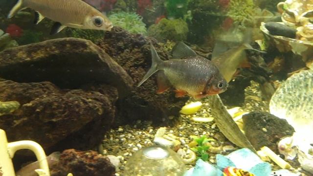 Картофельные пираньи) смотреть онлайн