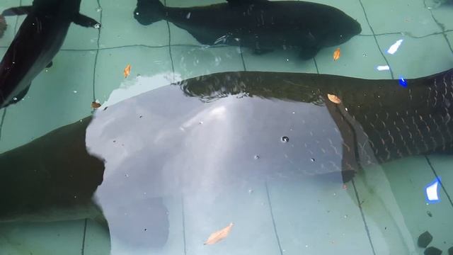 Arapaima Gigas In My Fish Pond