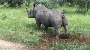 Бегемот срёт 1 час под дапстеп 💀