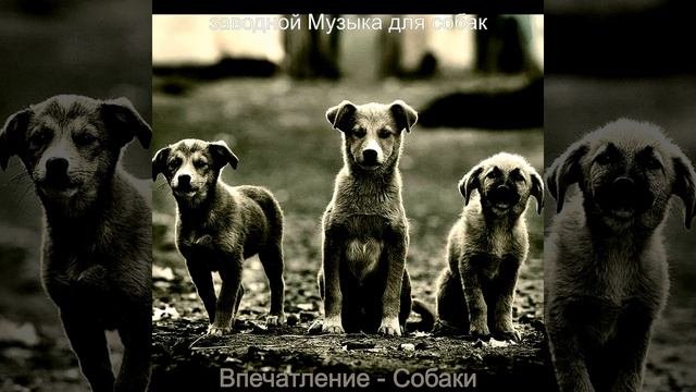 Впечатление (Щенки)