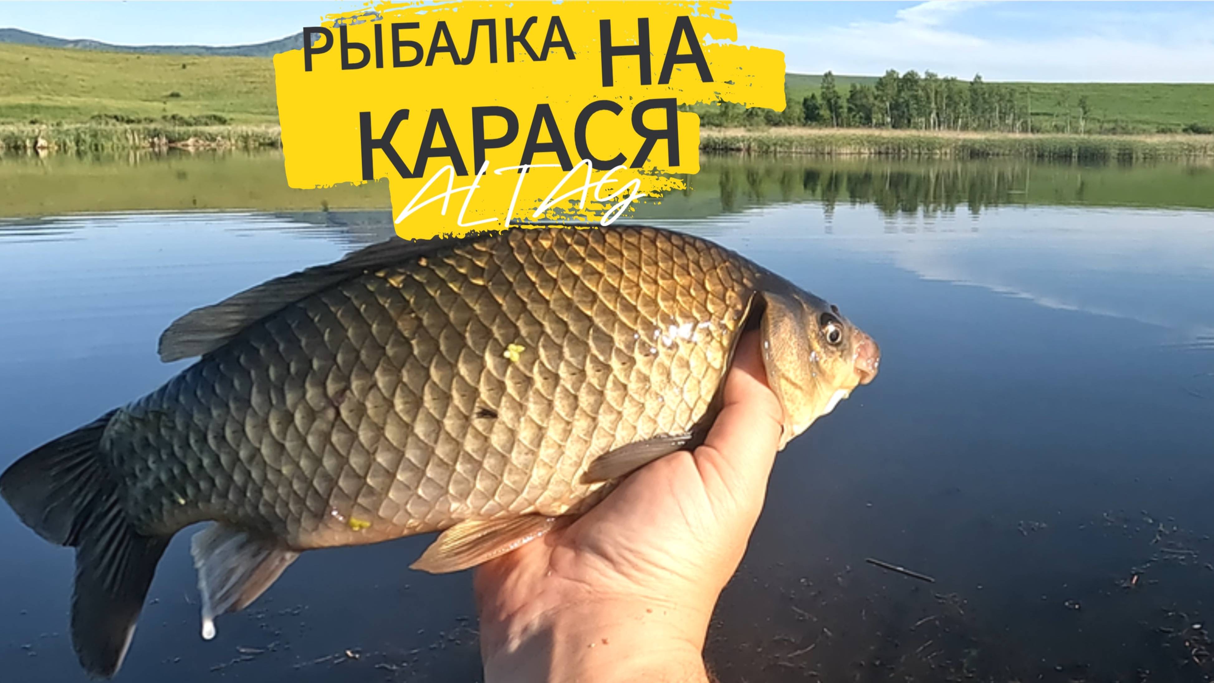 ПАРА КАРАСЕЙ ЗА 20 МИНУТ. ЛОВЛЯ КРУПНОГО КАРАСЯ НА ПОПЛАВОЧНУЮ УДОЧКУ. #карась #рыбалканакарася