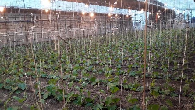 Огурец Мамлюк. 32 дня от всходов. #огурцывтеплице #subscribe смотреть онлайн