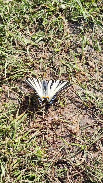#Махаон 🦋 Papilio machaon — дневная 🌿 #бабочка. #Насекомые Украины Old World swallowtail Butterfly