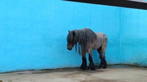 Вот это конь и у коня @grinpiska