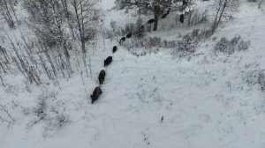 Кабаны зимой