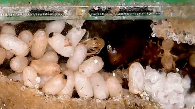 LASIUS FLAVUS TIMELAPSE 24 4 16 смотреть онлайн