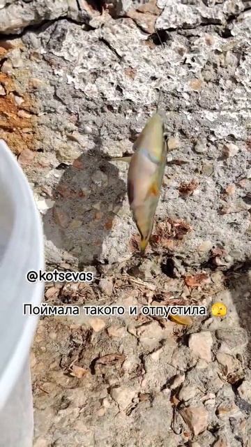 Рыба места плавает там,где ты не ловишь ее #морскаярыбалка #рыбалка