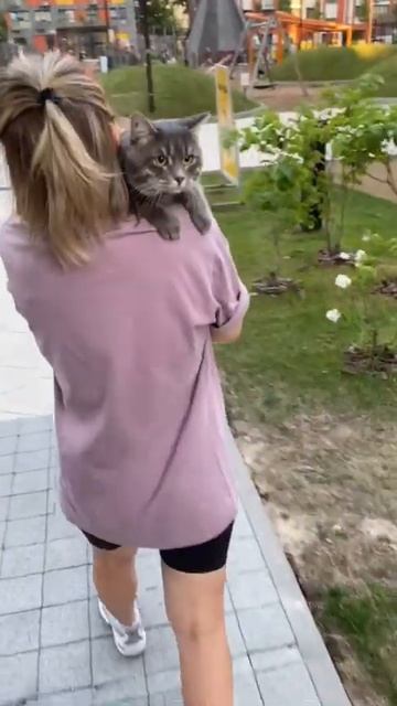 Это мой кот Семён 💜 #кот #котенок #милыйкотик #деньпитомца #любимыйпитомец#shorts #kitten