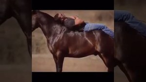 Как красиво танцует лошадь!