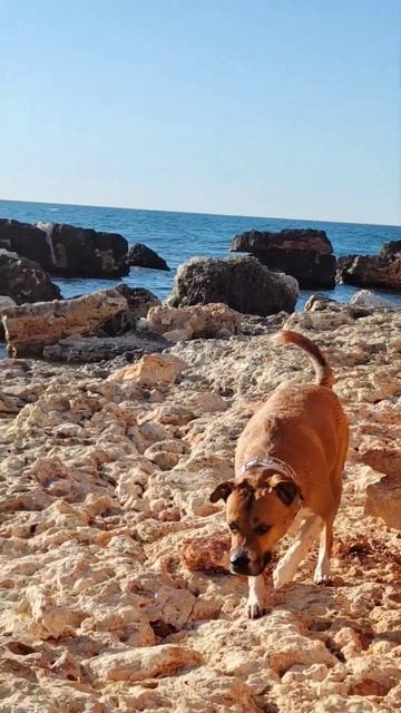 Собакен искупался открыл сезон) #Собака #красиваясобака #Собакаиморе