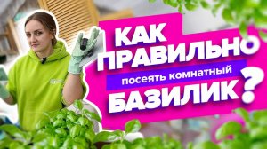 Как правильно посеять базилик?