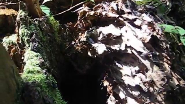 трутні мурахи смотреть онлайн