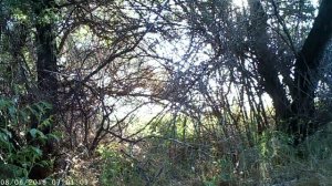 Семейка степной кошки