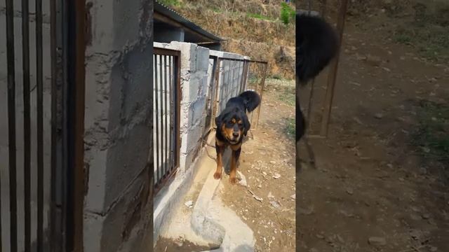 Best For Sound And Quality || Tibetan Mastiff || Bhote Kukur||  Guard Dog #Shorts