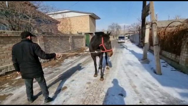 Кличка ЛЕНОК (тел 0777 24 18 59) смотреть онлайн