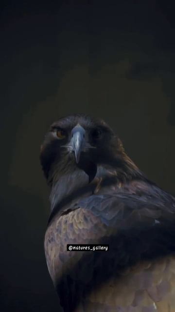 golden eagle🦅 #goldeneagles #birds #eagle #birdofprey #africa #animalplanet #falcon #wildlife