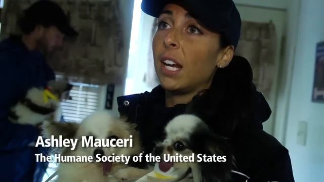 Dogs Rescued From North Carolina Breeder смотреть онлайн