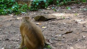 ohGod... Cute Baby. What Happened Baby? | Nice Clip Baby Monkey | Cute Baby