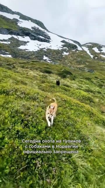 Норвежский лундехунд — редкая порода #shorts #породысобак