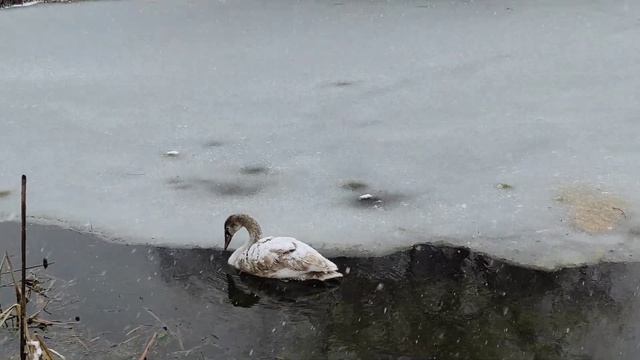 "4К природа" Чеченская республика, Самашки.