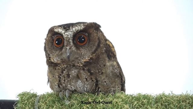 This Scops Owl is melting on the perch! フクロウ ワシミミズク сова сыч филин 雕鸮 猫头鹰 올빼미목 Burung Hantu