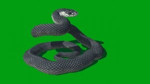 Black Mamba Idle And Bite Green Screen Free Footage For Short Film