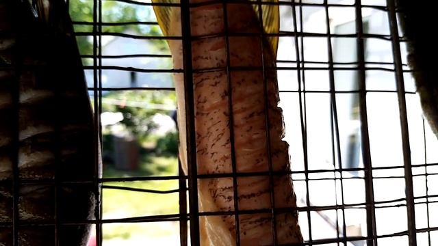 ШАШЛЫК ШАШЛЫЧОК ШАШЛЫЧООООЧЕК. Тимоха поймал щуку. Жарим щуку и два линя смотреть онлайн