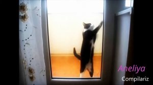 Танцующие кошки)))Прикол:)))