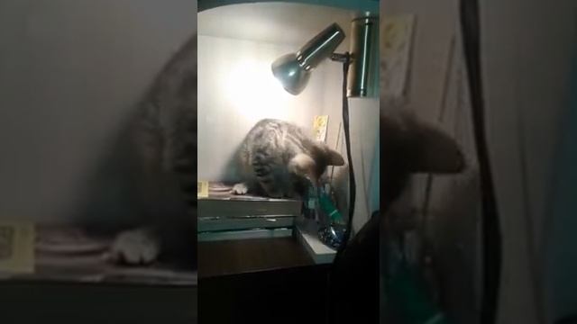 Беспокойная я, успокойте меня