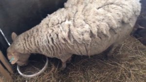 Катумские овцы. Окот в морозы.