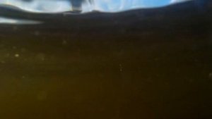 Animals VS Kuzmich Serial 1 season 1 Episode / Сериал "Животные против Кузьмича" 1 сезон 1 серия