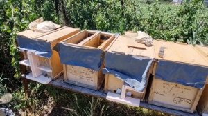 Облёт маток в простых бюджетных отводках, в спаренных ящиках