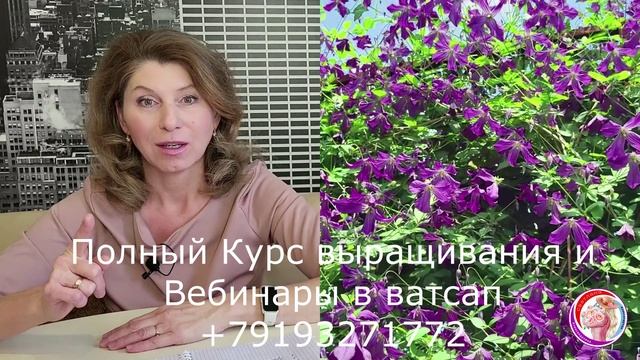 Обучающий Вебинар по обрезки клематисов. Приглашаю на обучение! смотреть онлайн