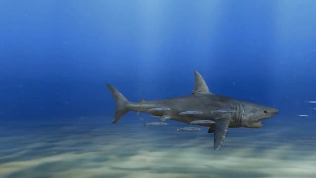 White Shark 3D - UnderWater Effect смотреть онлайн