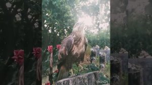 Чтоб летать с орлами, не паситесь с индюками!