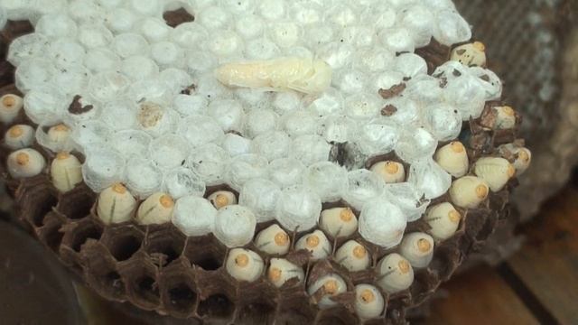 虎頭蜂的秘密 4 ( Vespa basalis)[FULL HD] смотреть онлайн