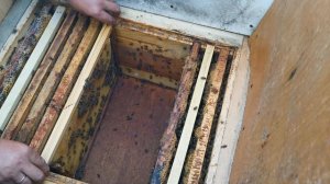 Бакфаст ф1 маточка. Посмотрим друзья кусочек лета))