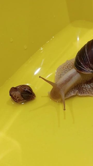 встреча🤗❤ #music #ахатины #cute #улитка #можноястобой смотреть онлайн